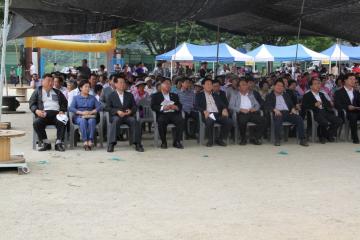 2013. 6. 14 제6회 살구꽃마을 소수면 한마음 축제